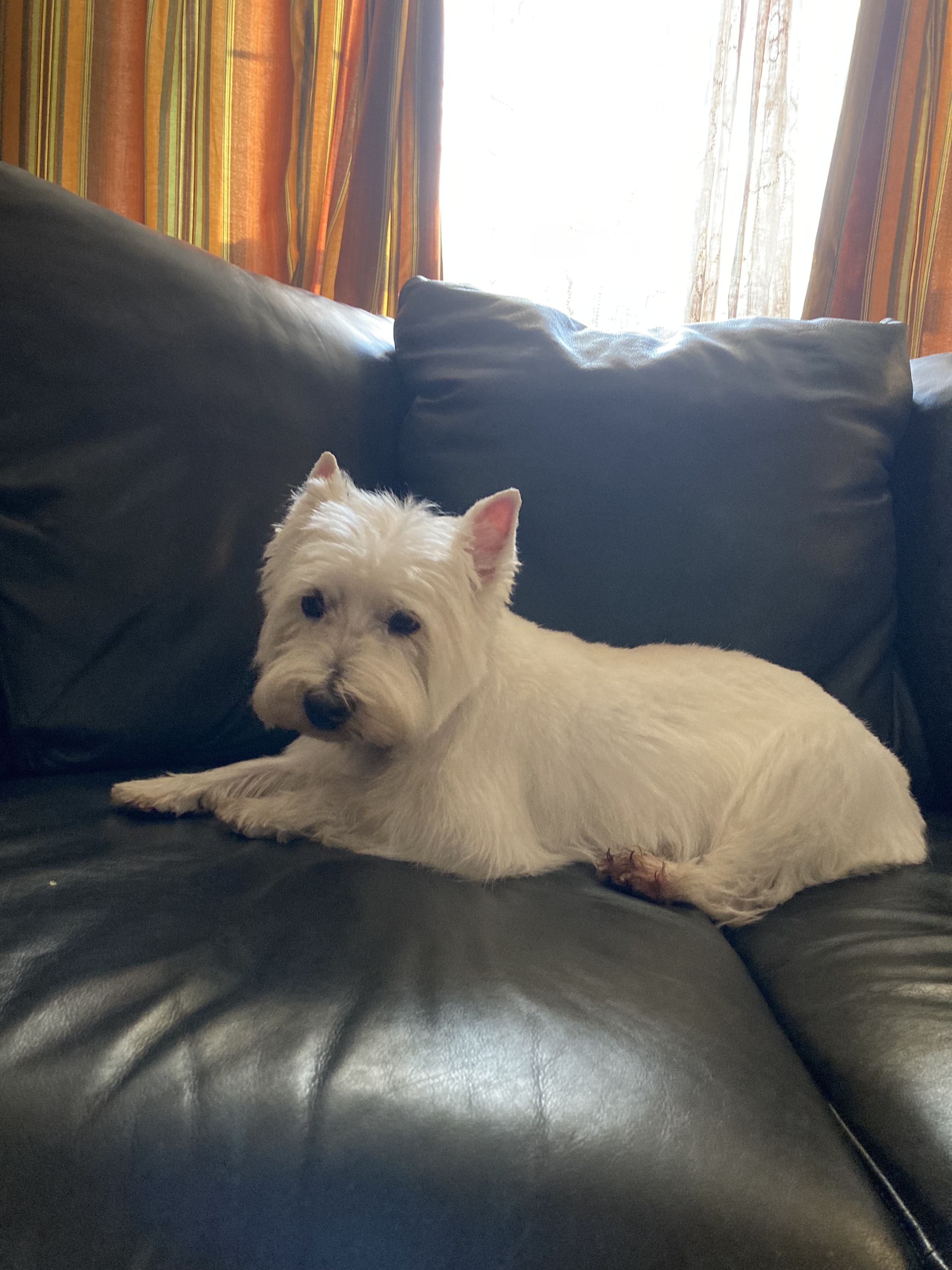 Mom's dog, Blaise