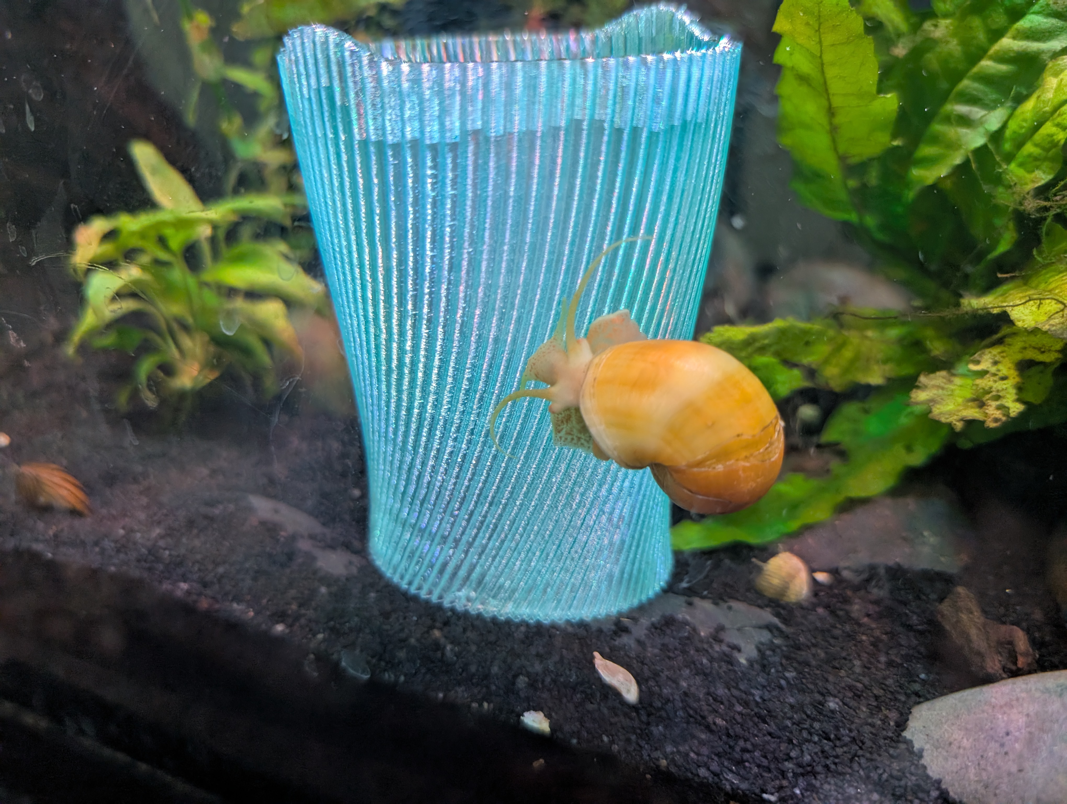 An orange mystery snail enjoys exploring a blue vase-like structure